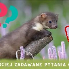 Kuna na gałęzi, obok pytajniki. Czy kuna jest niebezpieczna dla psa? Temat numer 2.