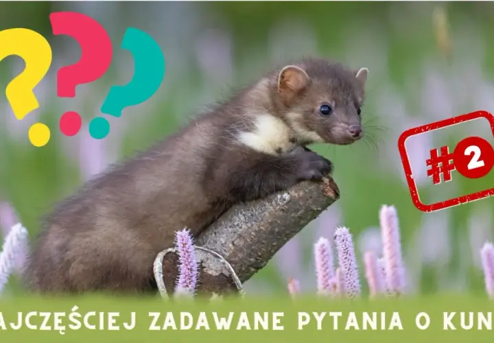 Kuna na gałęzi, obok pytajniki. Czy kuna jest niebezpieczna dla psa? Temat numer 2.