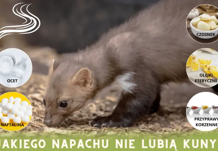 Kuna na tle naturalnym, obok niej grafiki z octem, naftaliną, czosnkiem, olejkami eterycznymi i przyprawami korzennymi. Jaki zapach odstrasza kuny?