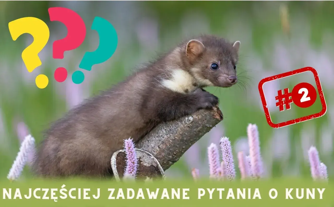 Kuna na gałęzi, obok pytajniki. Czy kuna jest niebezpieczna dla psa? Temat numer 2.